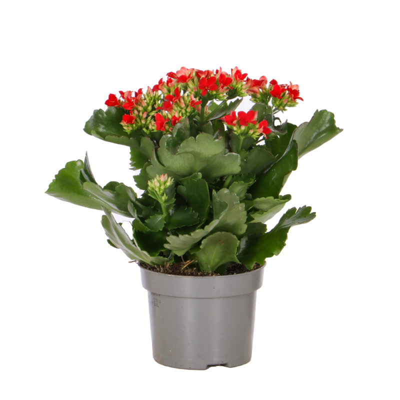 Kalanchoé Succulente Flamant rose en pot