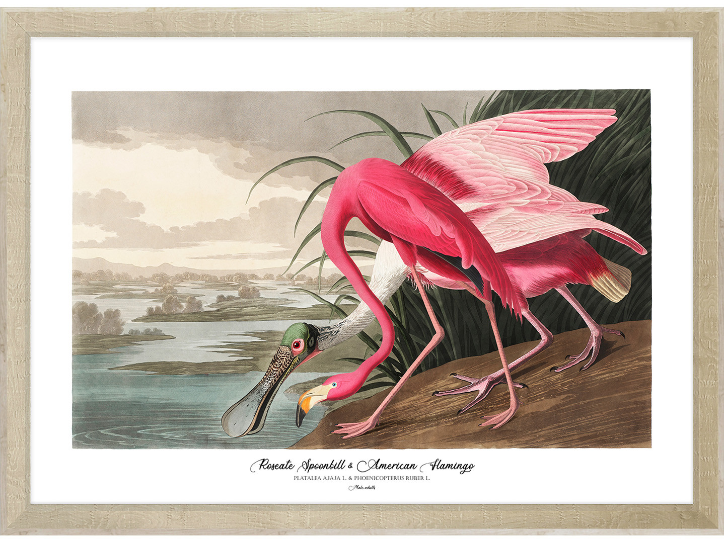 Obraz w ramie Sponbill And Flamingo76x56 cm