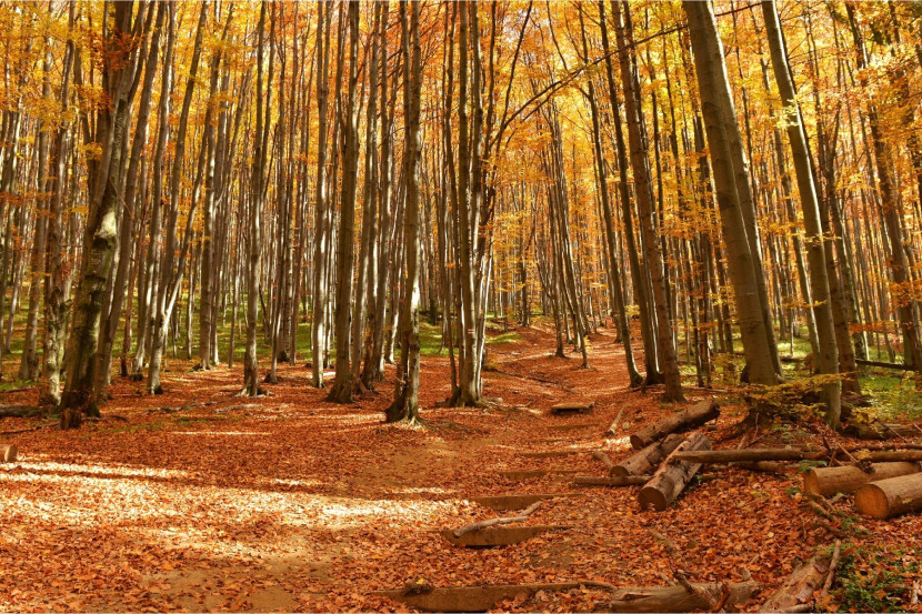 Fototapeta Jesienny LAS Pejzaż 3D 90x60cm
