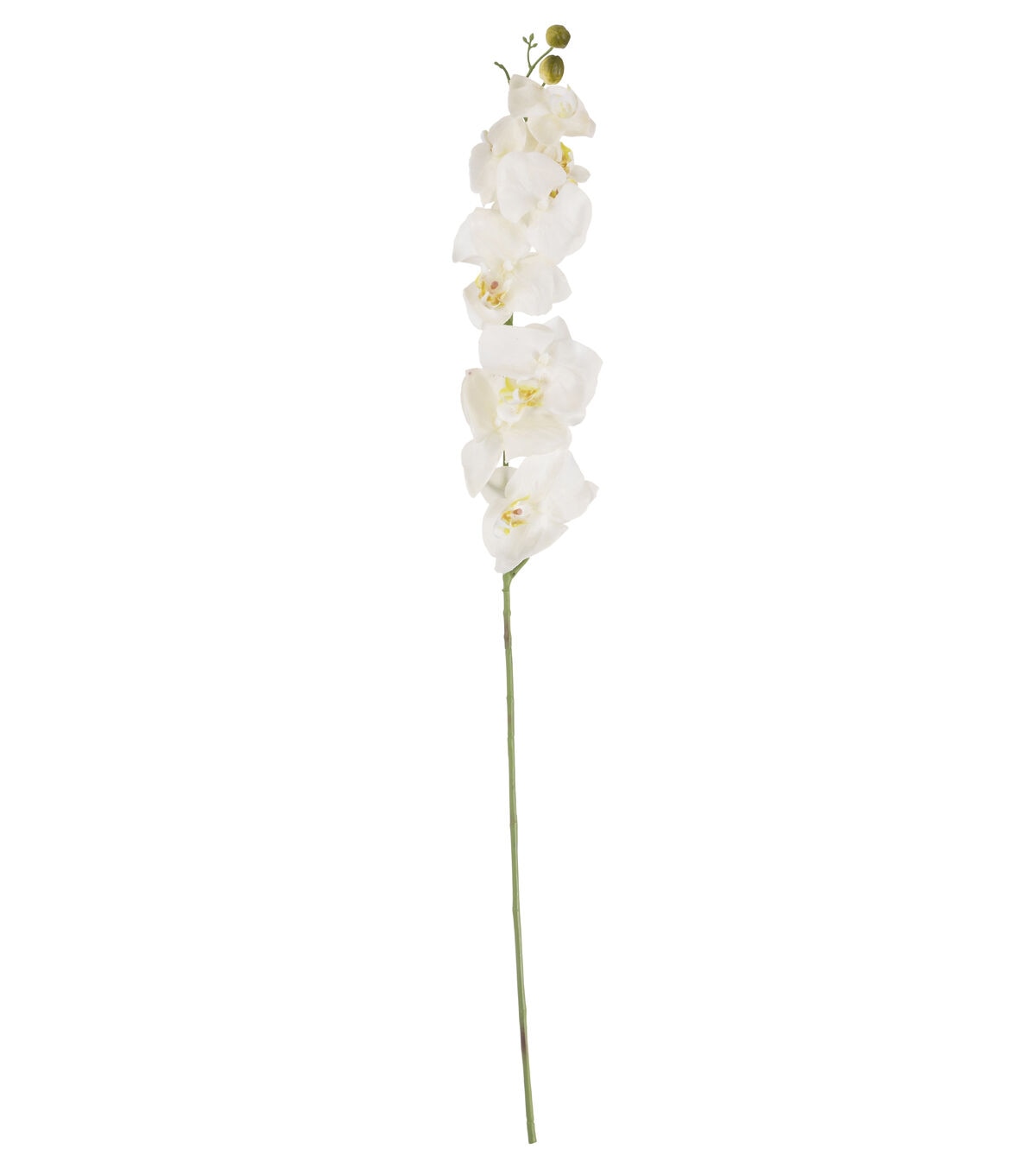 35 White Phalaenopsis Stem by Bloom Room