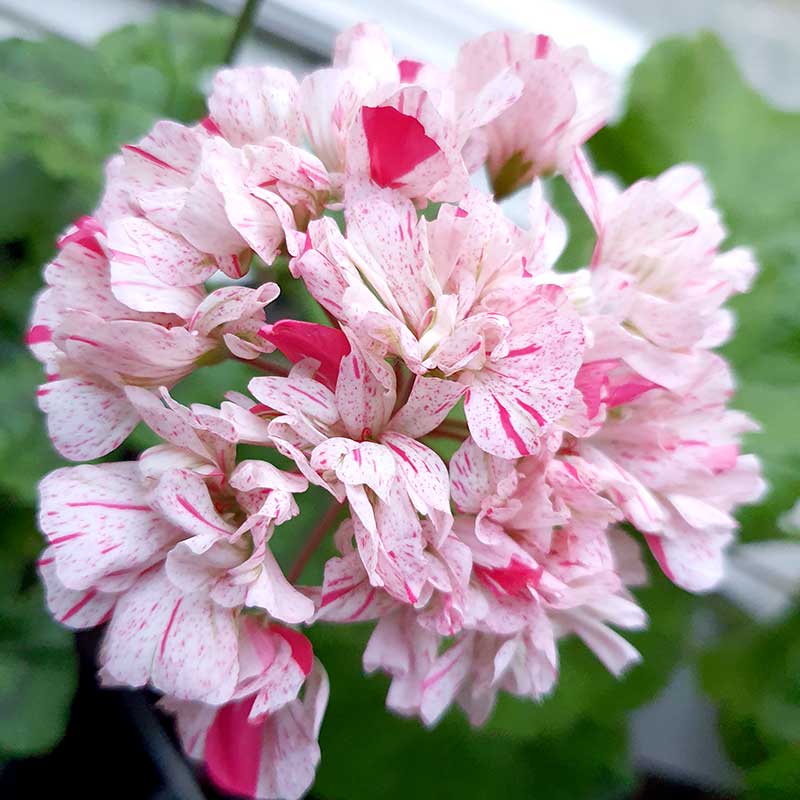 Zonalpelargon 'Diane Louise'