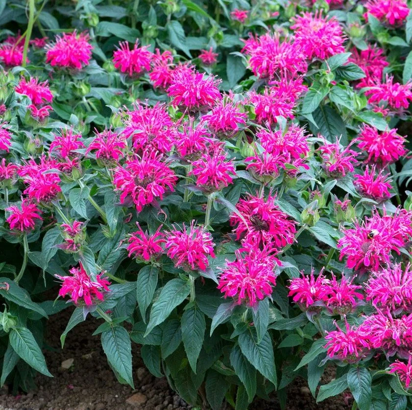 5 BALMY ROSE Monarda Bee Balm Live Perennial Starter Plant Plugs