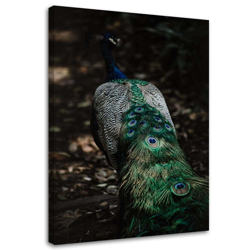Feeby Obraz na płótnie Pawi ogon 40x60