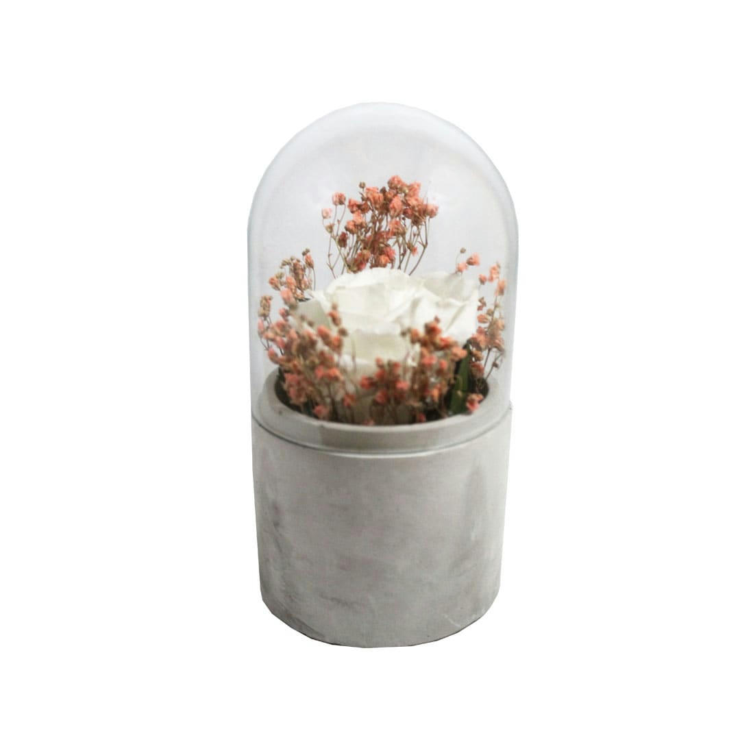 - Rose éternelle blanche sous cloche en verre H.16