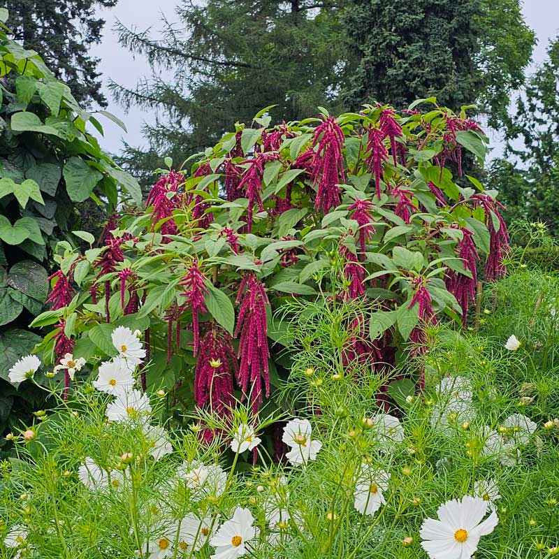 Rävsvans 'Love Lies Bleeding'