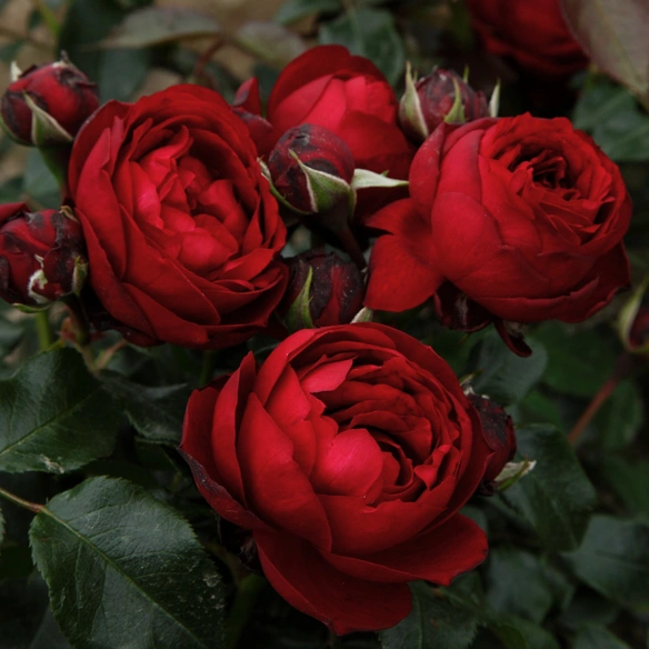 Beetrose, Rosa »Till Eulenspiegel®«, Blüte: rot, gefüllt
