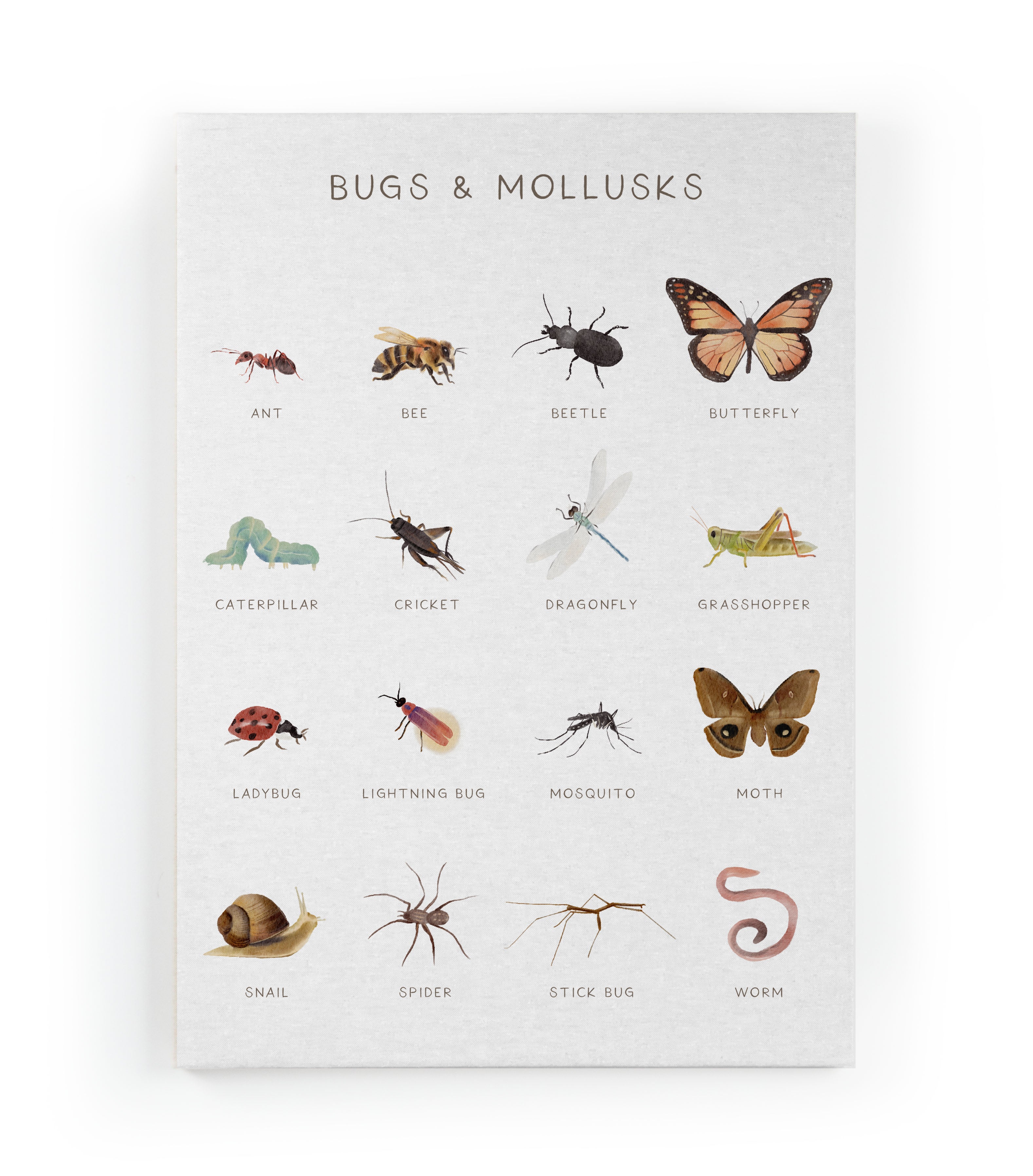 Canvas 60x40 Afdruk Insecten