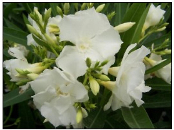 Arbres et plantes - Laurier rose 'mont blanc' - Pot 7 L - H 100 cm - 150cm - Blanc - Extérieur