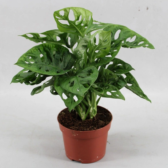 Fensterblatt, Monstera obliqua »Monkey Leaf«