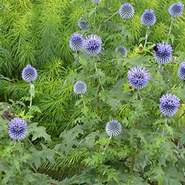 6 x Boule azurée - Echinops ritro- godet 9cm x 9cm