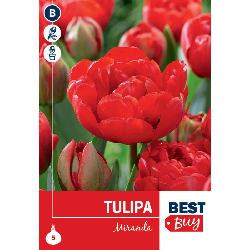Bulbes de tulipes Miranda 10 pièces