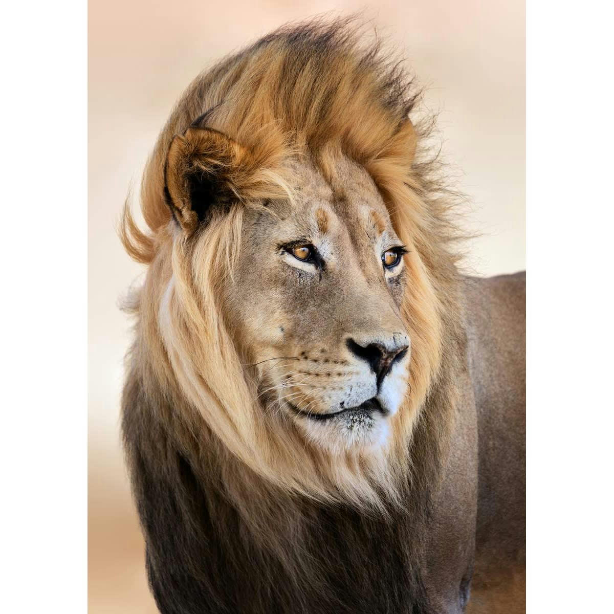 ANIMAUX - Tableau sur verre crinière au vent 45x65 cm