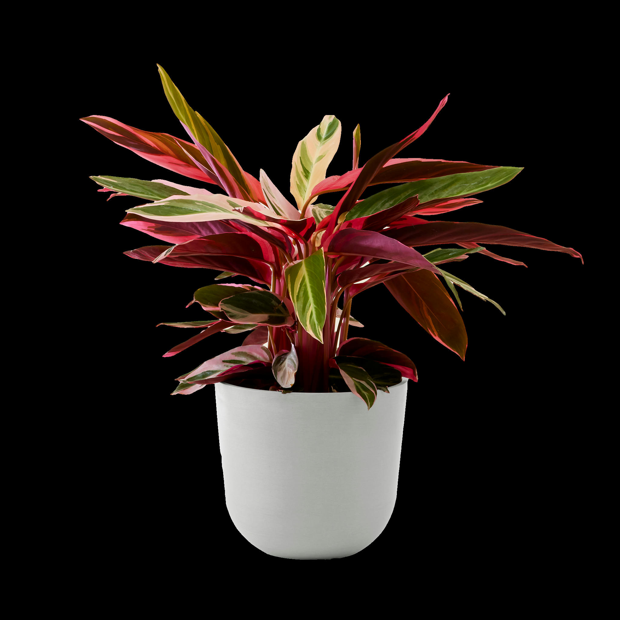 - Plante - Calathea triostar 85 cm en pot blanc gris