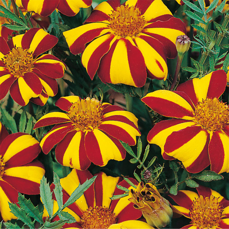 Sammetstagetes 'Jolly Jester'