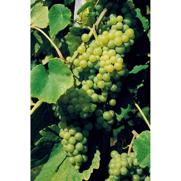 Weinrebe, Vitis vinifera »Lakemont«, Blüte: creme, essbar