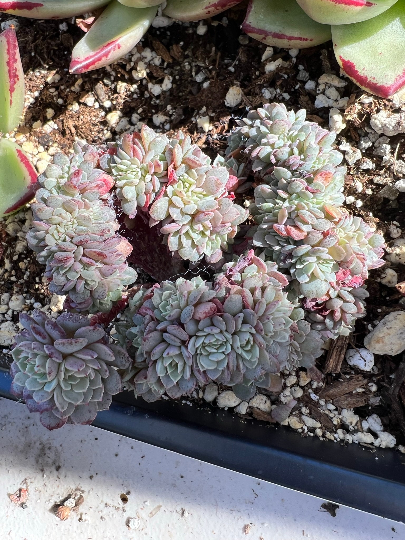 Real plants, Echeveria tuxpan crested