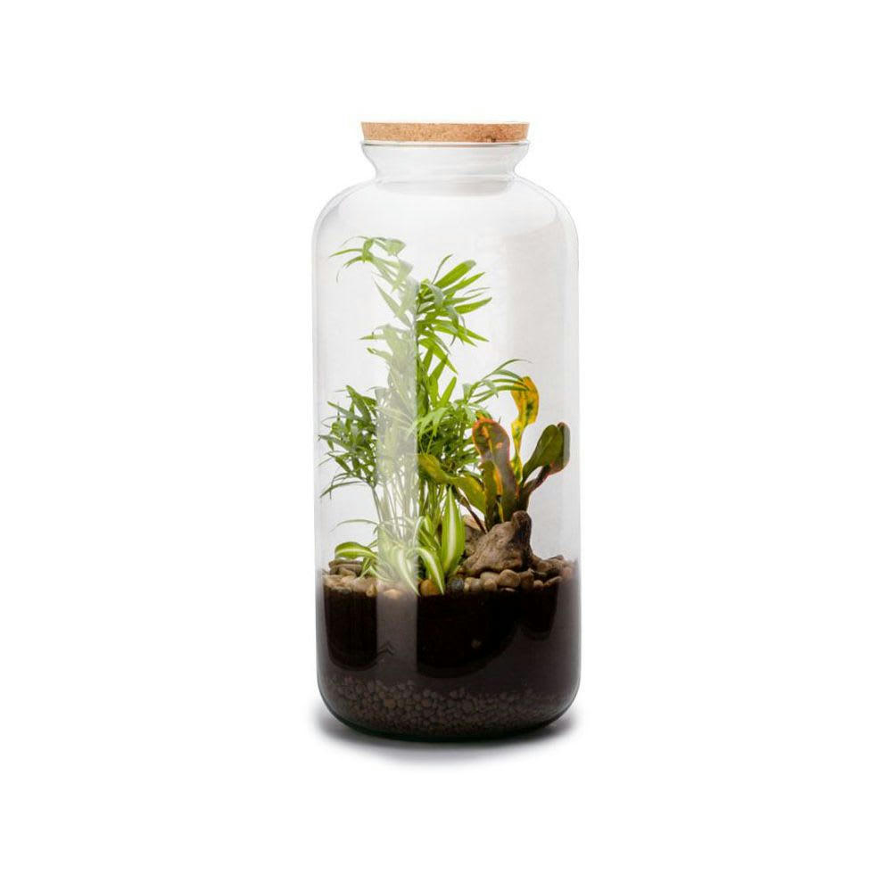 TERRA KIT - Kit terrarium plantes bonbonne mix l (23 x 51 cm)