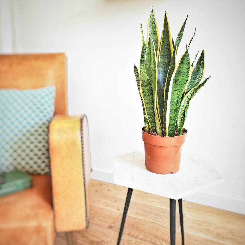 LANGUE DE BELLE-MÈRE - Plante dépolluante sans cache-pot