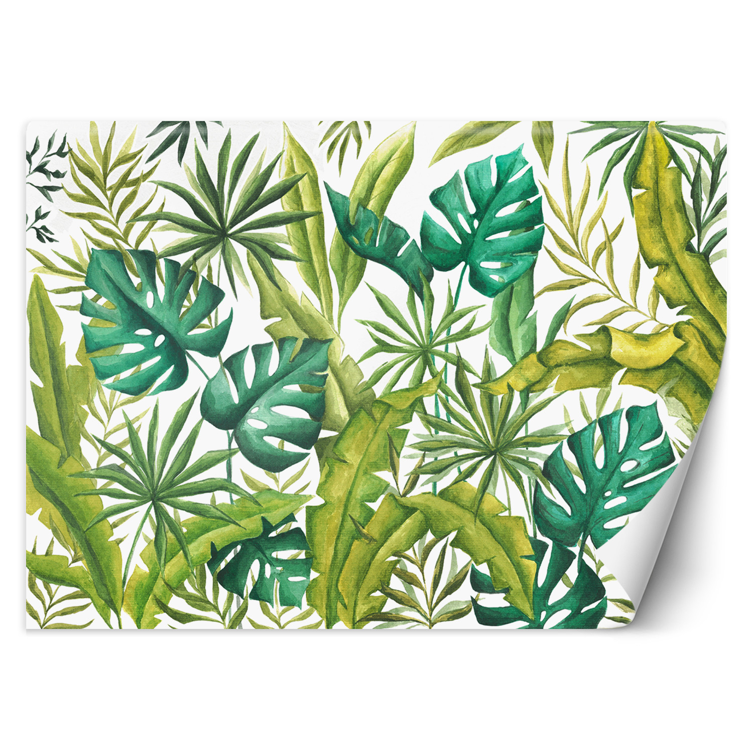 Feeby Fototapeta, Liście Monstera 150x105