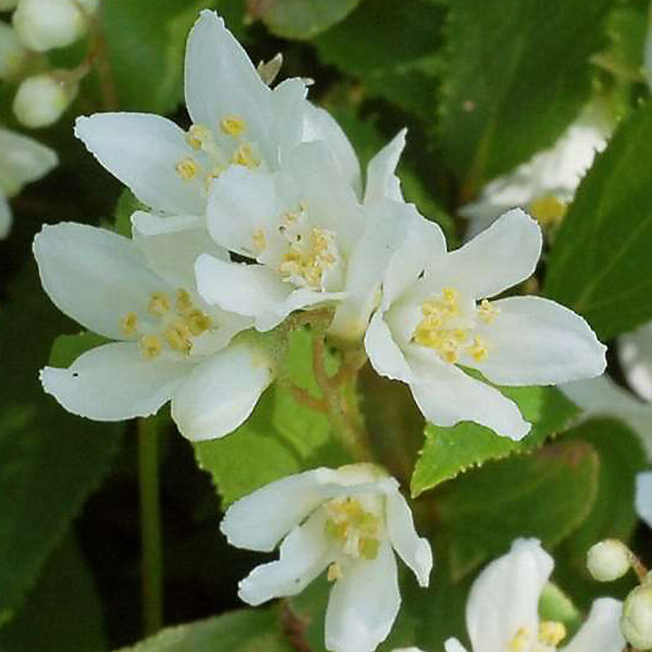 2 x Deutzia gracilis - 25-30 cm pot