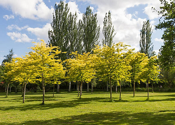 Arbres et plantes - ROBINIA pseudoacacia Frisia - Pot 15 L - 600cm - Jaune - Extérieur