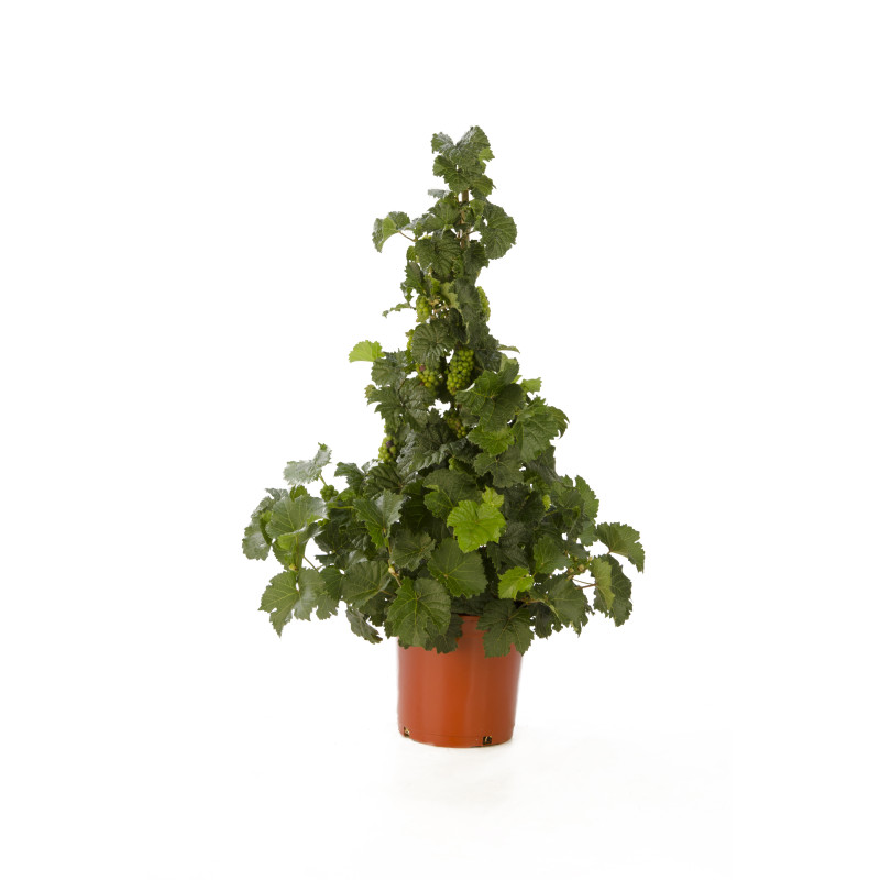 Vigne en pot