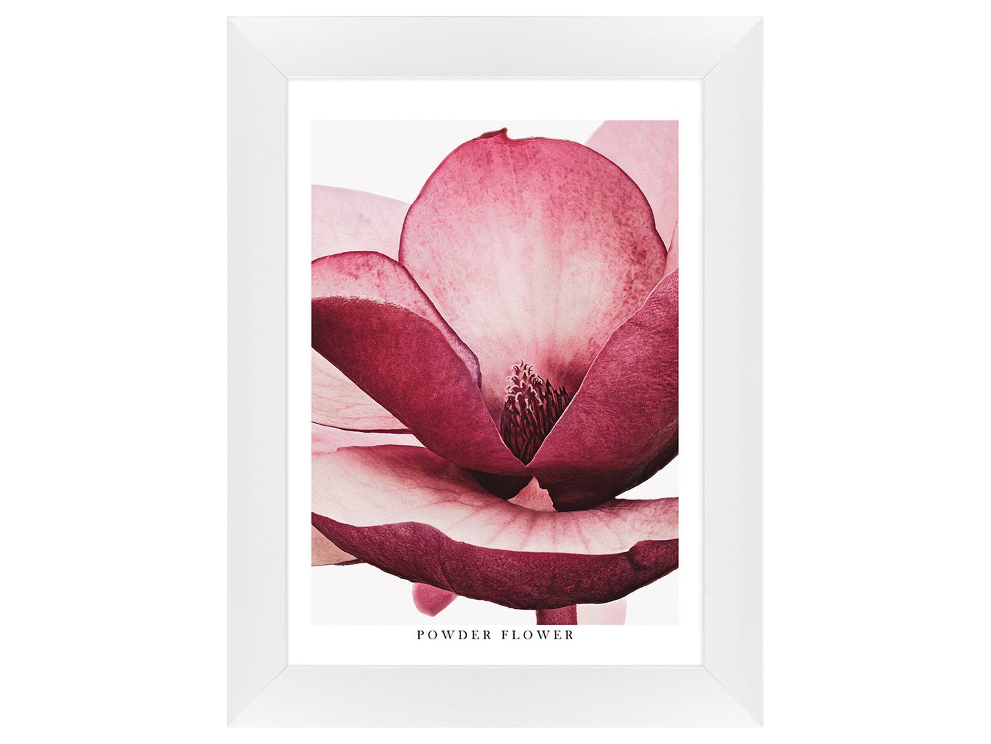Obraz w ramie Shaded Pink Flower 62x82 cm