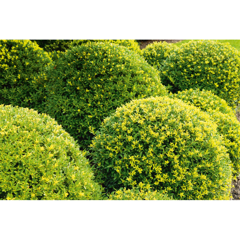 Ilex boule Dark Green en pot