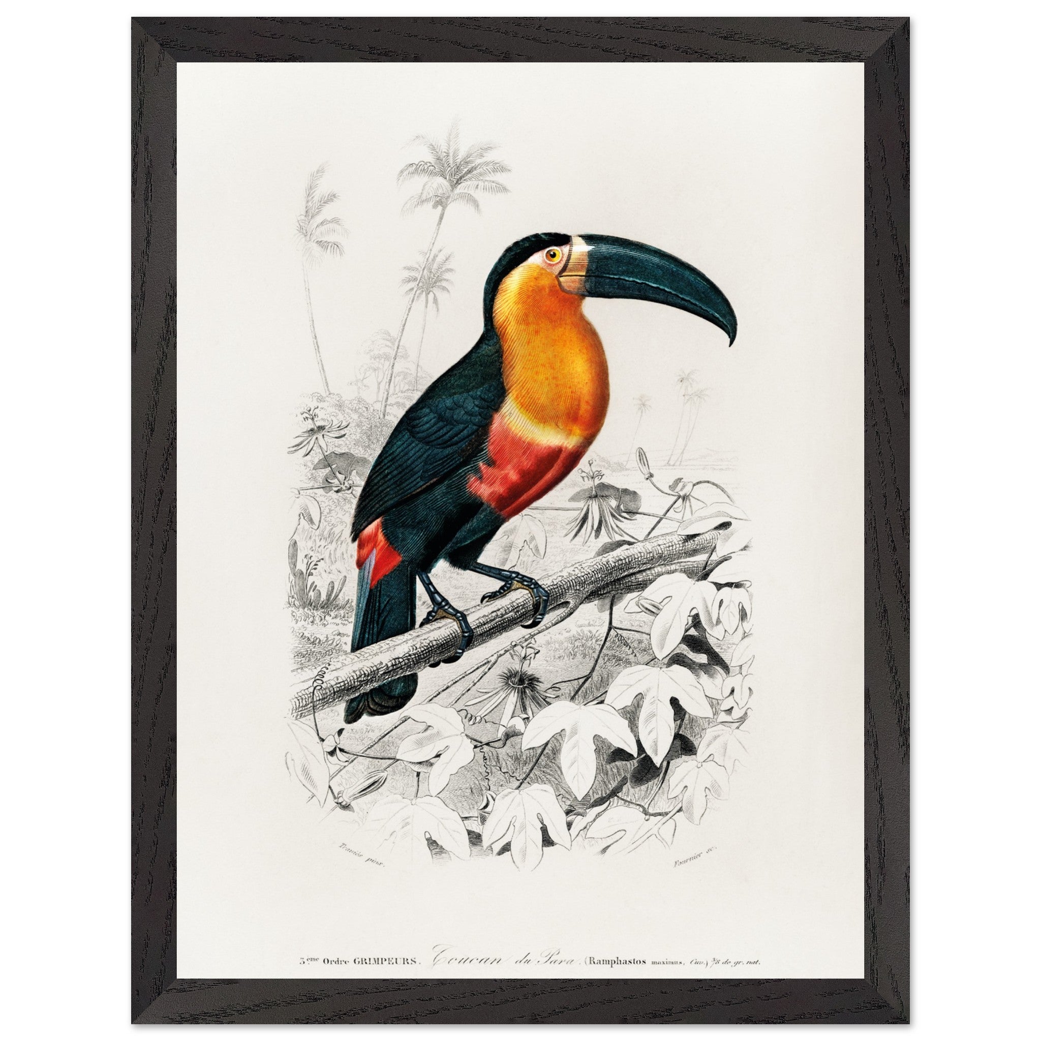 Artfulprints Poster met Lijst Charles Dessalines d'Orbigny - Toucan (ramphastos)  - 30x40 cm - Oranje