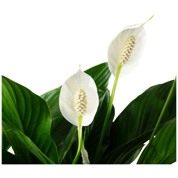 Einblatt, Spathiphyllum wallisii, Blütenfarbe: weiß