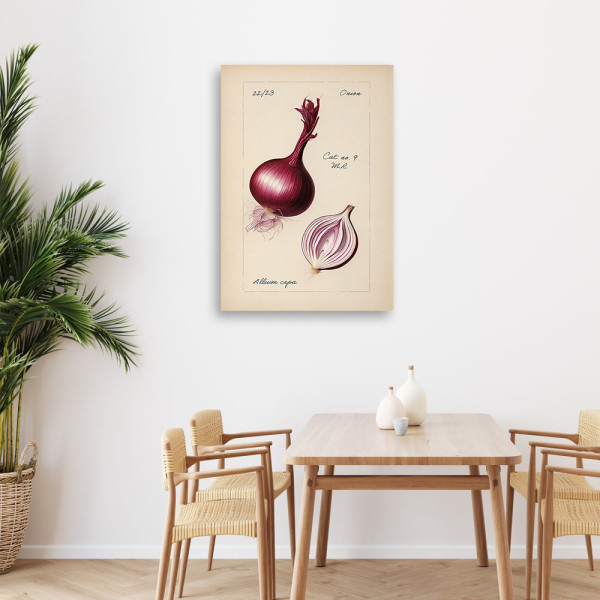Feeby Obraz na płótnie, Warzywa Vintage Cebula 40x60