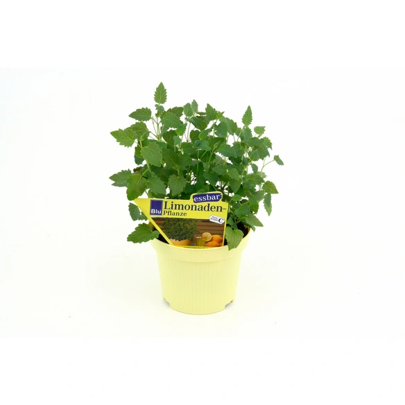 Kräuter, Limonadenpflanze