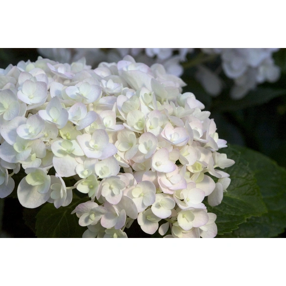 Ballhortensie macrophylla Hydrangea »Endless Summer The Bride«