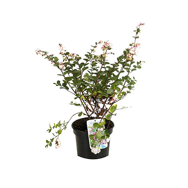 2 x Symphorine 'Mother Of Pearl' - Symphoricarpos doorenbos 'Mother Of Pearl'- 50-60 cm pot