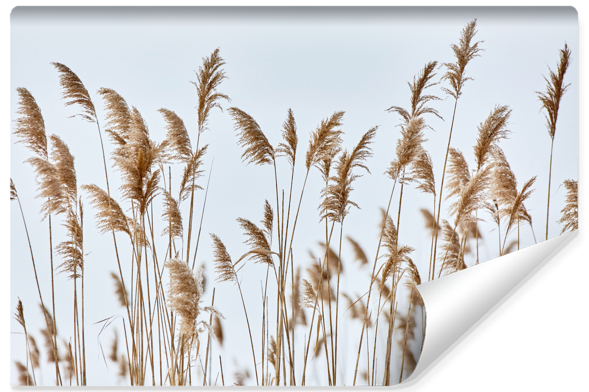 Fototapeta Ścienna Do Jadalni Zwiewne Trzciny 135x90cm