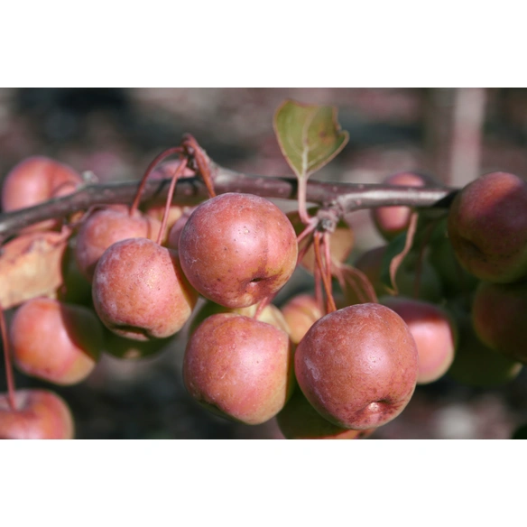 Zierapfel, Malus »Royalty«, Blätter: grün, Blüten: weiß