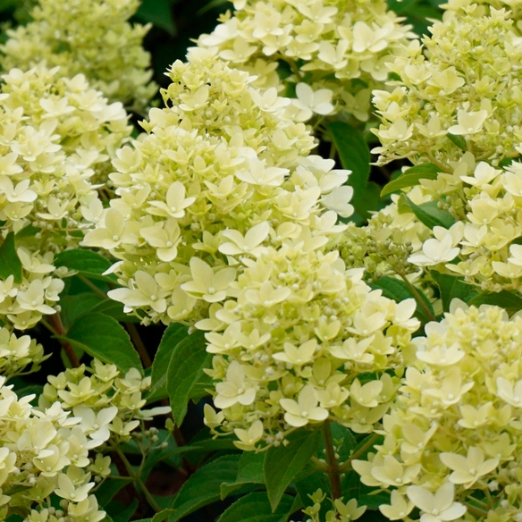 Pflanze, Rispenhortensie, Blüten weiß, 1 Stück