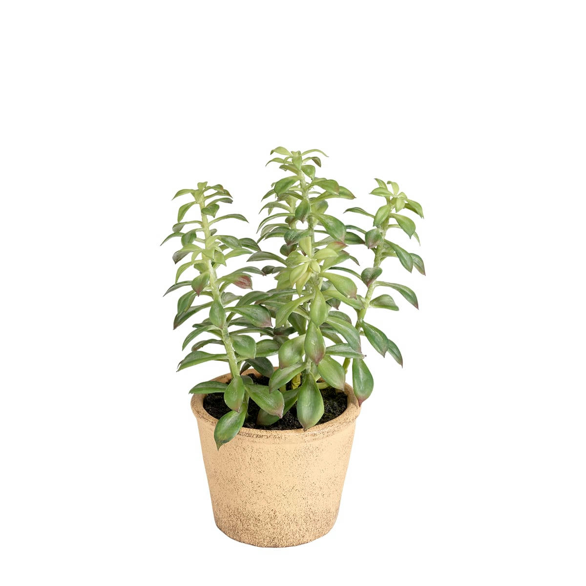 - Mini cactus en pot