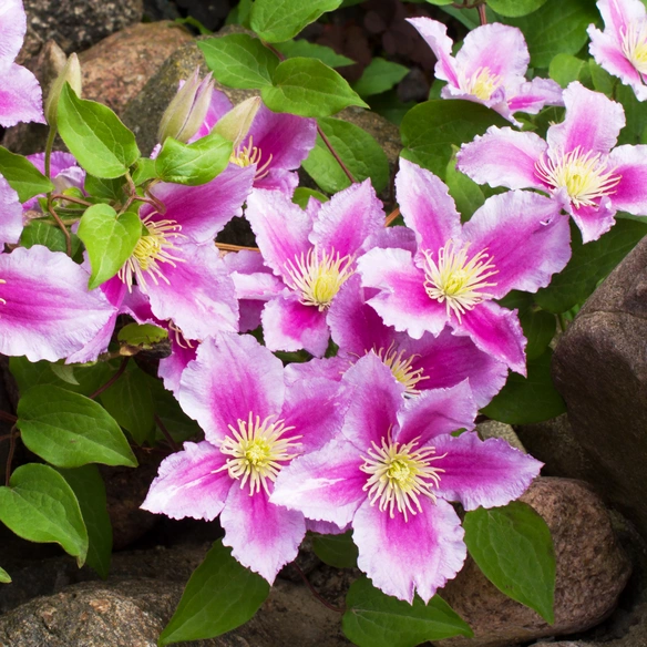 Waldrebe, Clematis »Piilu«, Blüte: rosa/pink