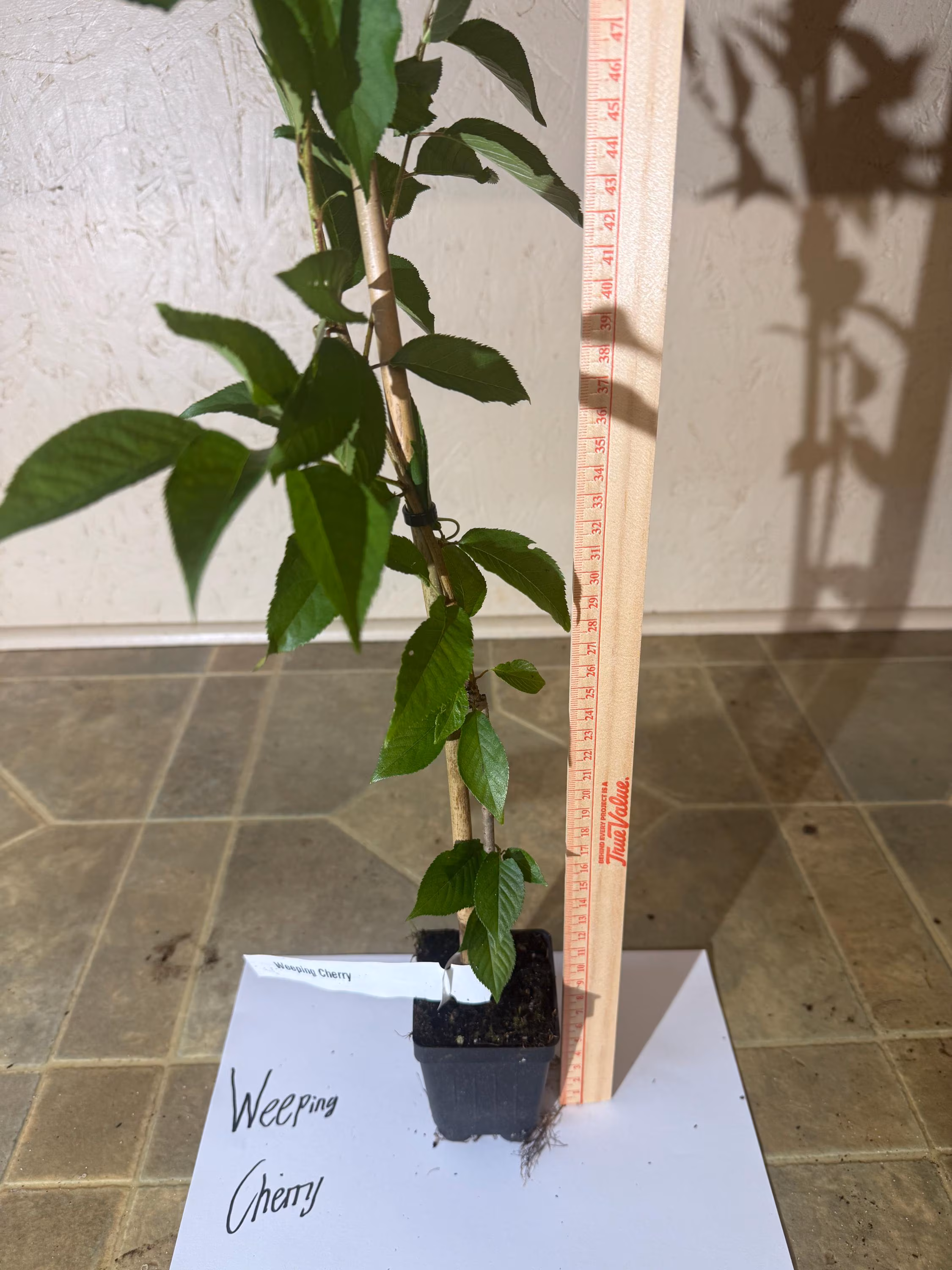 Weeping Cherry Tree 2.5in pot