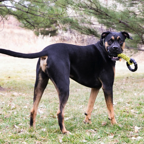 Hundespielzeug, mehrfarbig