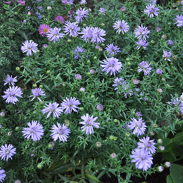 6 x Aster nain 'Lady In Blue' - Aster dumosus 'Lady In Blue'- godet 9cm x 9cm