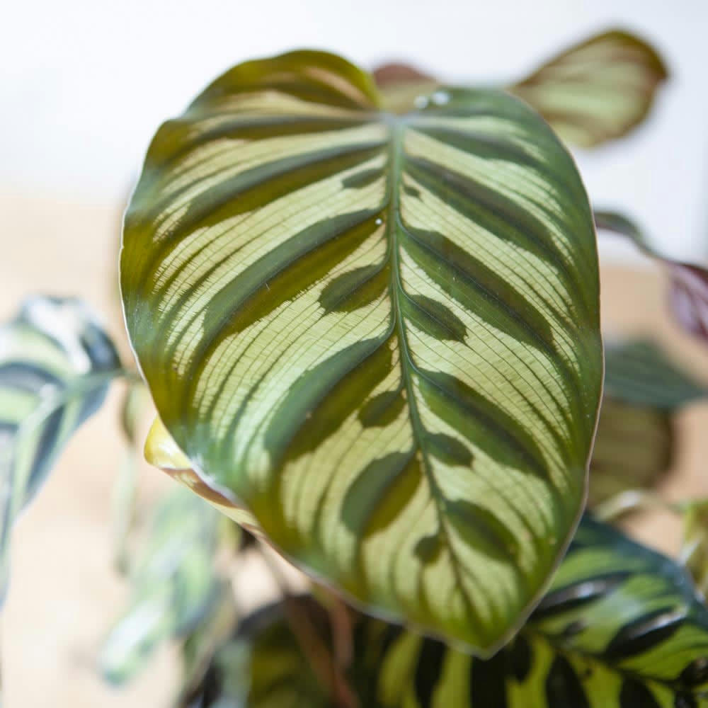 CALATHÉA - Calathéa Makoyana avec cache-pot