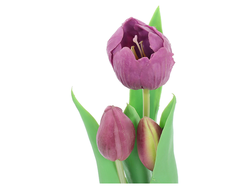 Tulipan w doniczce 24 cm fioletowy