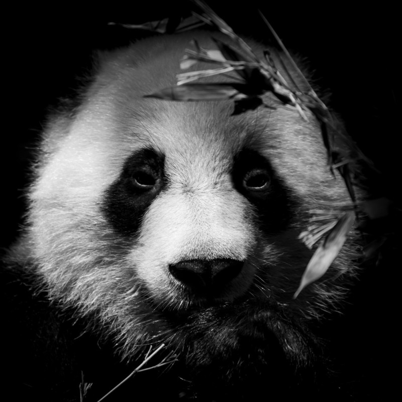 Toile Panda 30 x 30 cm CEANOTHE
