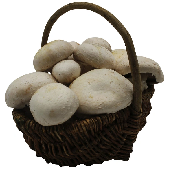 Pilzzuchtset Bio Champignon, Nutzung im Haus