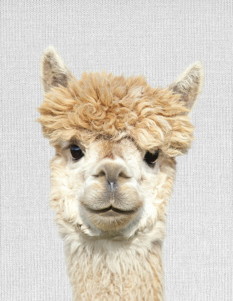 - Tableau sur toile lama 30x40