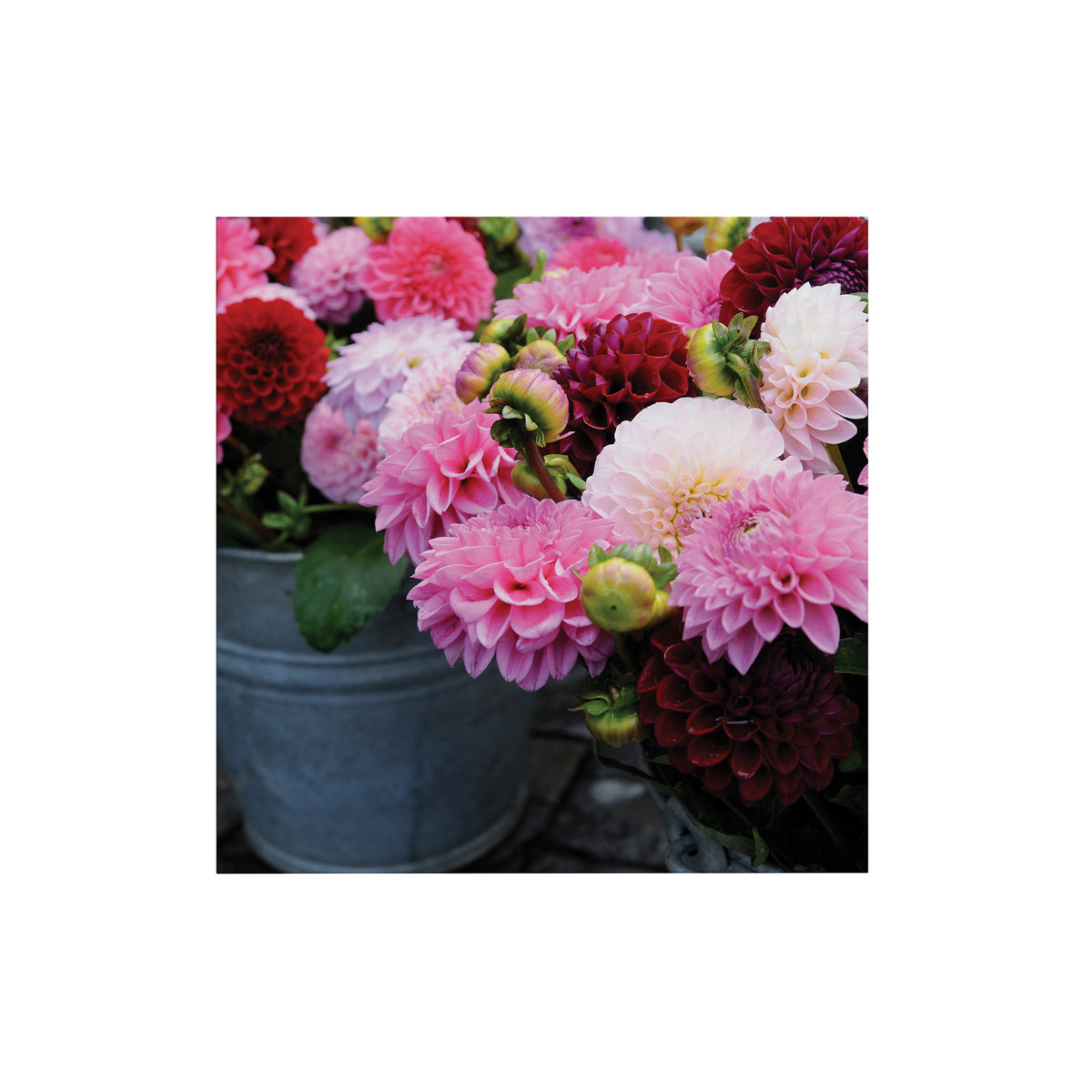 Art for the Home Buitencanvas Dahlia