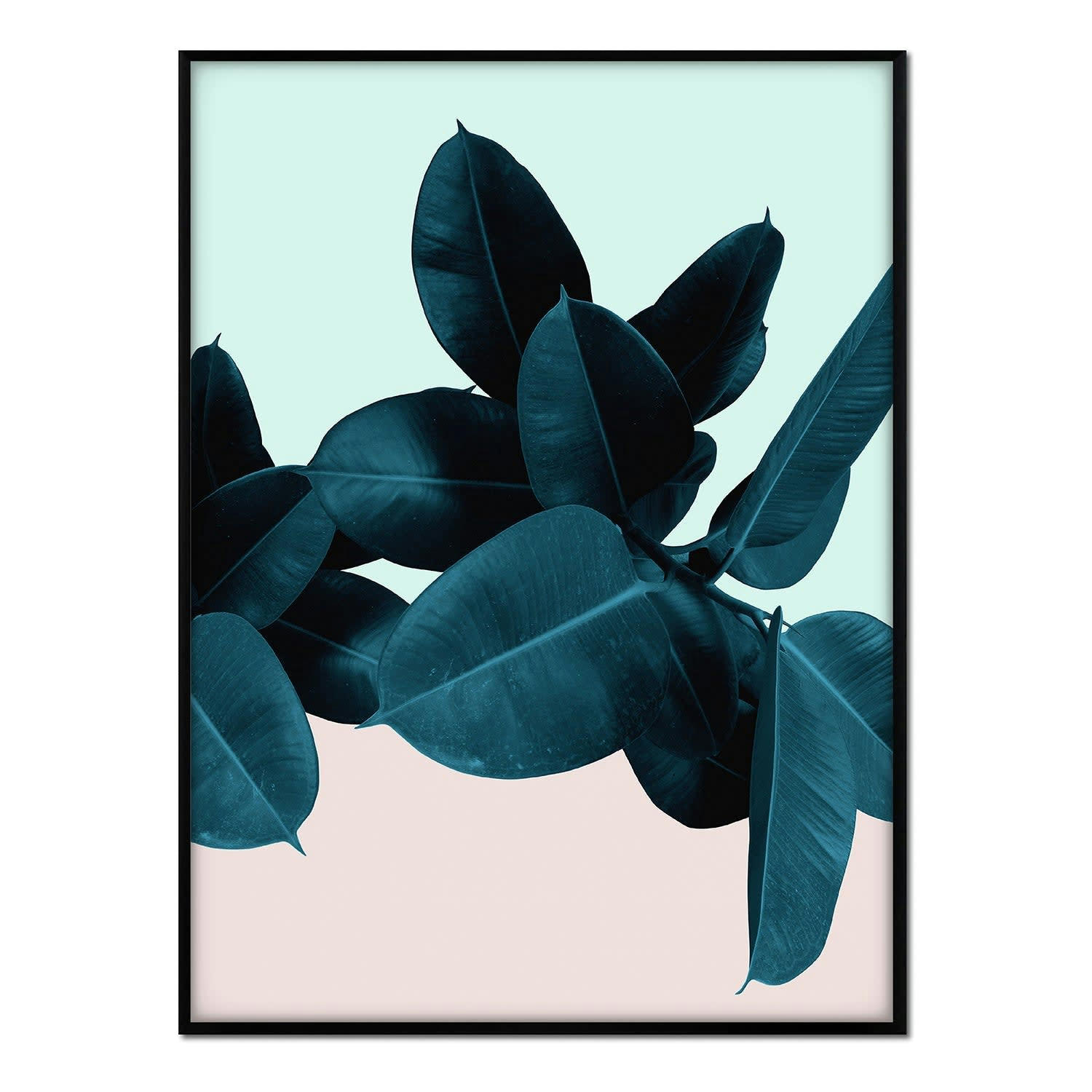 PLANTAS - Affiche cadre noir - Ficus fond bleu et rose - 50x70