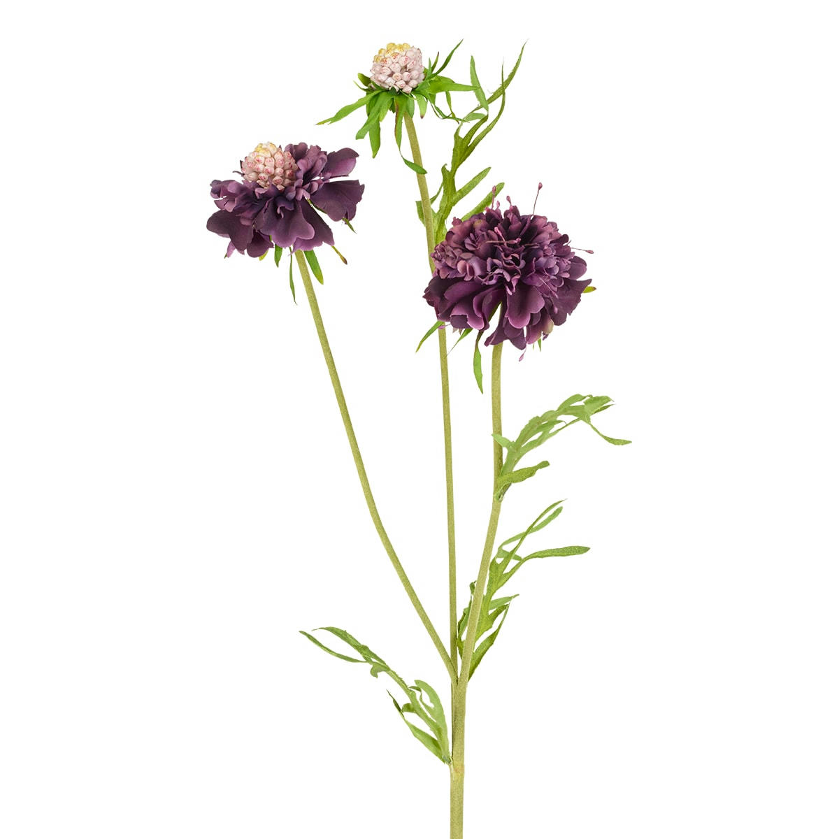 - Scabiosa fleurie